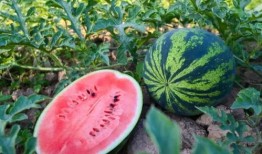 索西雅吃瓜,揭秘娱乐圈幕后故事