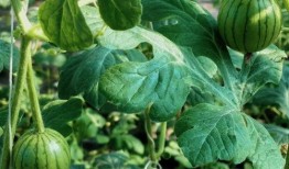 什么叫吃瓜信息,揭秘热点事件背后的真相与娱乐