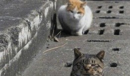 吃瓜群众流浪猫,吃瓜群众的温暖守护者