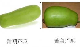 瓜怎么吃不苦,解锁甜蜜口感的小技巧