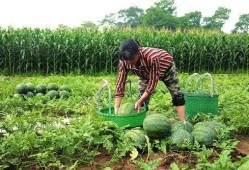 摘瓜怎么吃最好