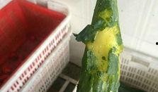 吃发霉瓜,吃出健康隐患的警示