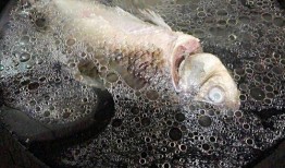 鲫吃瓜什么不同,一场味蕾与自然的对话