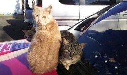 吃瓜群众流浪猫,吃瓜群众的温暖守护者