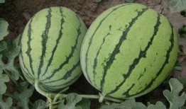 吃瓜少女的西瓜,吃瓜少女的甜蜜西瓜之旅