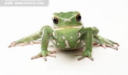 青蛙头吃瓜视频素材