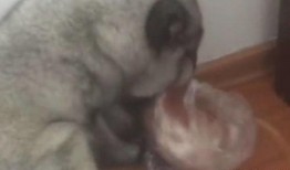 圆圆脸吃瓜,揭秘娱乐圈幕后故事