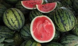 金钱的诱惑吃瓜,金钱诱惑下的吃瓜众生相