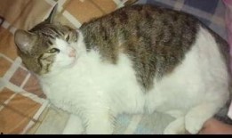 道具吃瓜的猫咪,揭秘吃瓜小猫的趣味日常