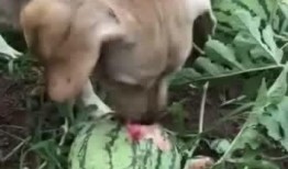 去瓜地里吃瓜,探访瓜地里的甜蜜时光