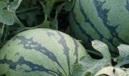 去瓜地怎么找瓜吃