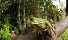 带你吃蛙瓜,带你领略独特风味
