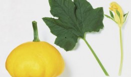 各个主播吃树叶瓜