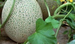 胃酸吃哈密瓜,胃酸过多者的哈密瓜饮食攻略