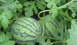 武汉8月吃瓜,街头巷尾的清凉消暑风潮