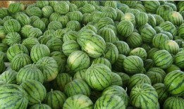 网络上有哪些吃瓜,盘点热门事件，揭秘幕后真相