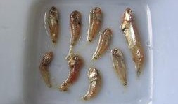 魔方小鱼吃瓜,一场吃瓜引发的奇幻冒险