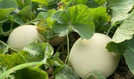 琳儿吃瓜,揭秘娱乐圈那些不为人知的幕后故事