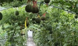 金秋九里庭院吃瓜,共享丰收喜悦