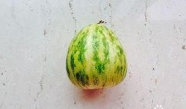 怎么吃瓜方便,轻松掌握便捷吃瓜技巧