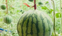 马瓜怎么吃,解锁美味新体验