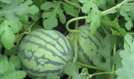 大丽花吃瓜,揭秘花界美食新风尚