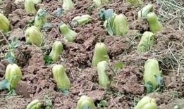 长得像佛手瓜吃里面的籽,天然美味，营养丰富的健康之选