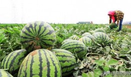 瓜怎么吃不苦,解锁甜蜜口感的小技巧