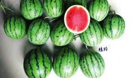 南宁奥园吃瓜,一场别开生面的“吃瓜”盛宴