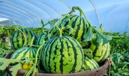 刺瓜是秋瓜吗怎么吃,秋瓜中的独特美味