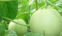 来吧买瓜吃,来吧买瓜吃，尽享清凉时光