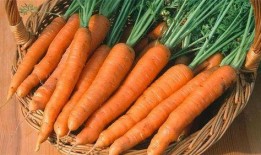 吃茄瓜是不是对眼睛不好,揭秘真相与误区”