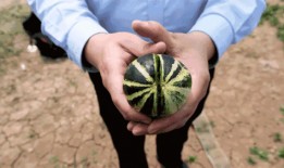 济宁市吃瓜,品味民俗风情