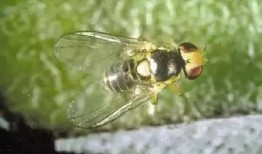 果实蝇瓜吃,揭秘瓜果中的天然美味与生态奥秘