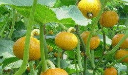 吃瓜舒心,揭秘娱乐圈幕后故事，带你领略轻松娱乐时光