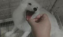 吃瓜北狐,揭秘娱乐圈背后的那些事儿