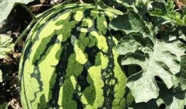 叠北吃瓜视频,揭秘娱乐圈幕后故事