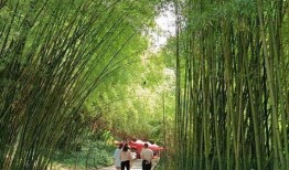 河南吃瓜园园,探寻地道的豫菜魅力