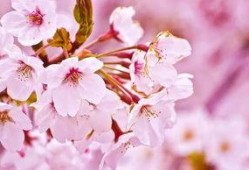 QQ樱花小屋吃瓜群,揭秘网络社交圈的趣味与争议