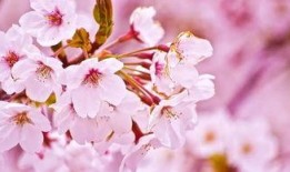 QQ樱花小屋吃瓜群,揭秘网络社交圈的趣味与争议