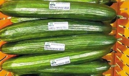 延长小瓜怎么吃,延长小瓜的多样美味食用指南