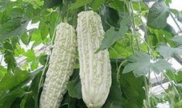 吃网瓜的好坏,揭秘网络信息时代的甜蜜陷阱