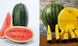 6.0吃瓜楼,网络热议背后的真相与趣味