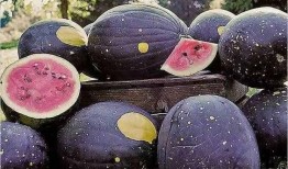 黑贝塔吃瓜,揭秘娱乐圈幕后真相