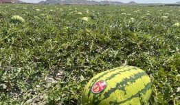 宁夏捷途吃瓜,一场吃瓜群众的狂欢盛宴