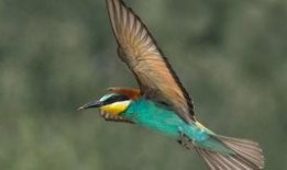 玛拉顿吃瓜,一场吃瓜盛宴的狂欢之旅