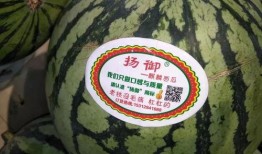 夜 有惊喜吃瓜,惊喜瓜果盛宴等你来尝！