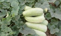 摘瓜怎么吃最好