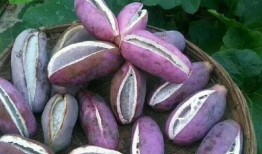 小宝宝吃八月瓜的好处,天然营养，益智强身秘诀