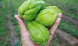 揭阳玉都吃瓜,探寻瓜果飘香的甜蜜时光